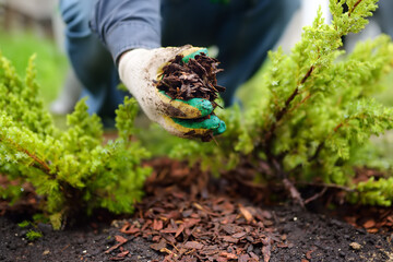 Underbrush Mulching